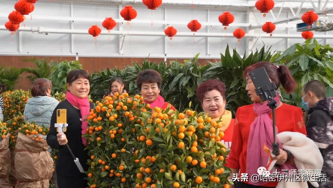 哈密花贝花市地址,花贝旗舰店