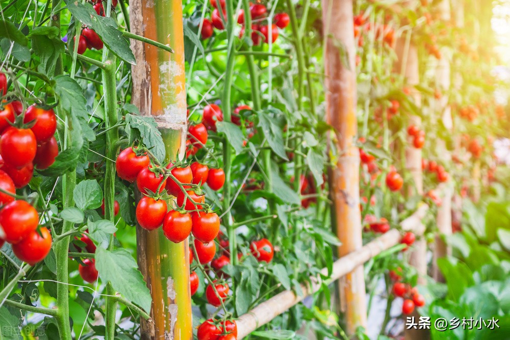 核桃施肥口诀顺口溜,施肥口诀顺口溜