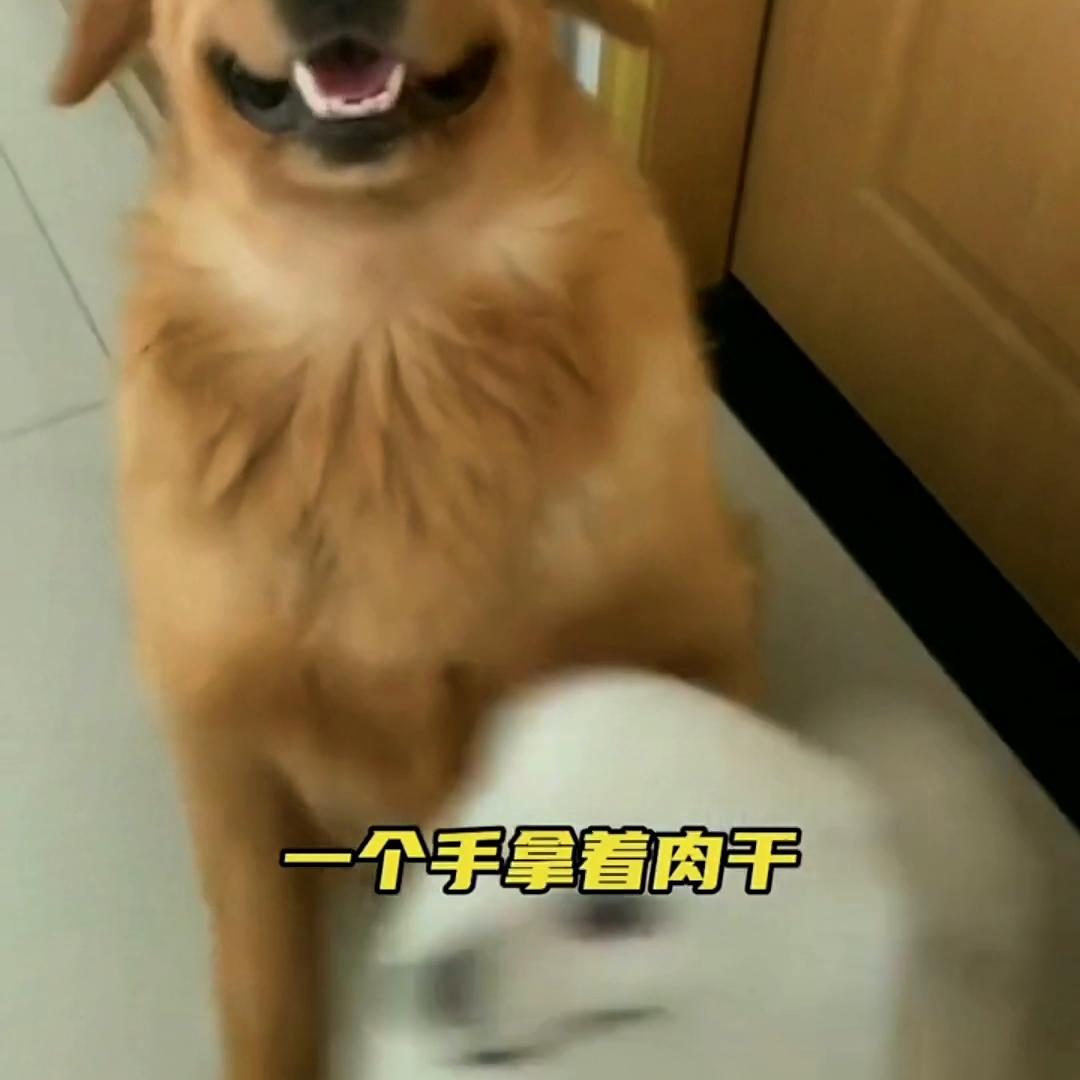 金毛幼崽怎么训练才听话的,如何训练金毛坐立姿势