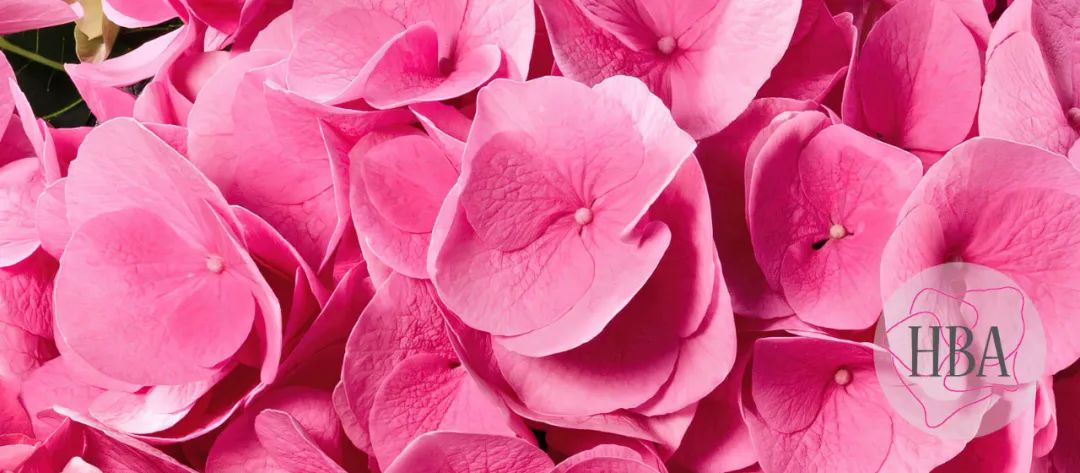 身边一抹蓝,最美蓝色绣球