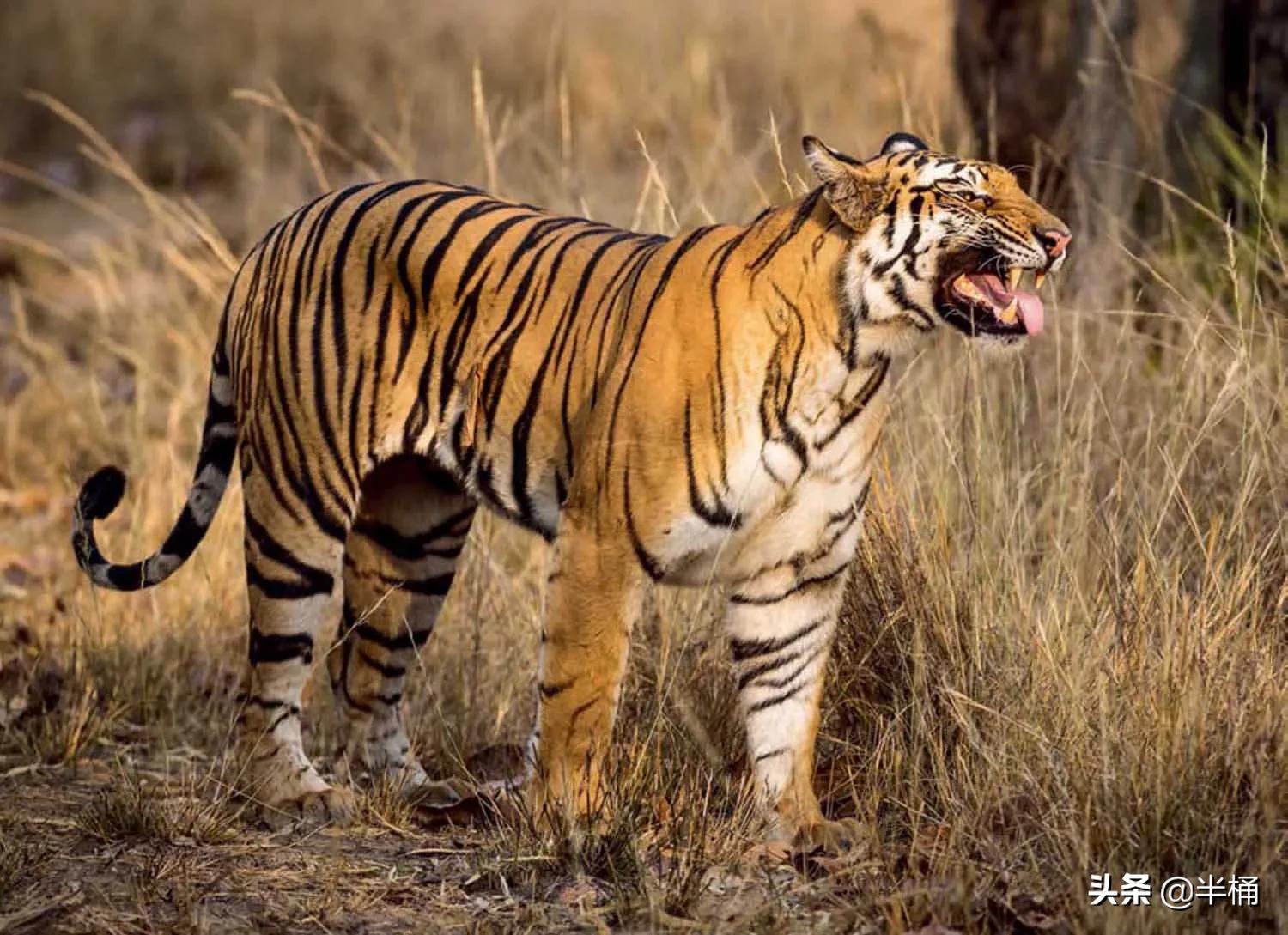 老虎在哪个地方比较有利自己,老虎的软肋是什么