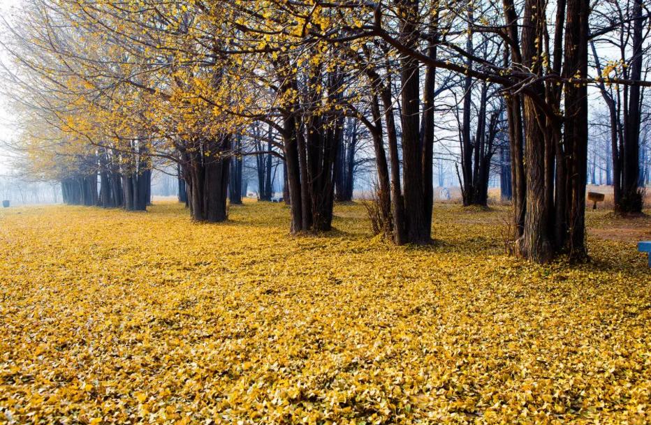 武隆仙女山在重庆哪个区,重庆去仙女山跟团游价格