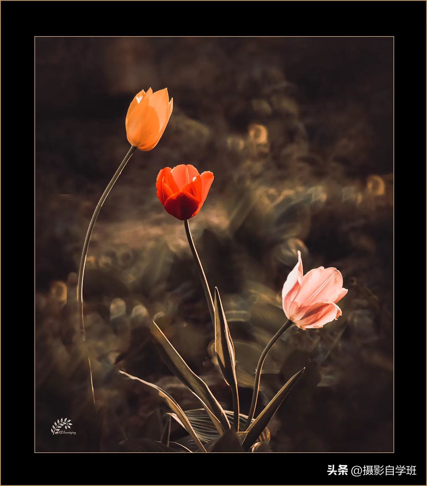 摄友投稿图片,摄友投稿旅行记录图