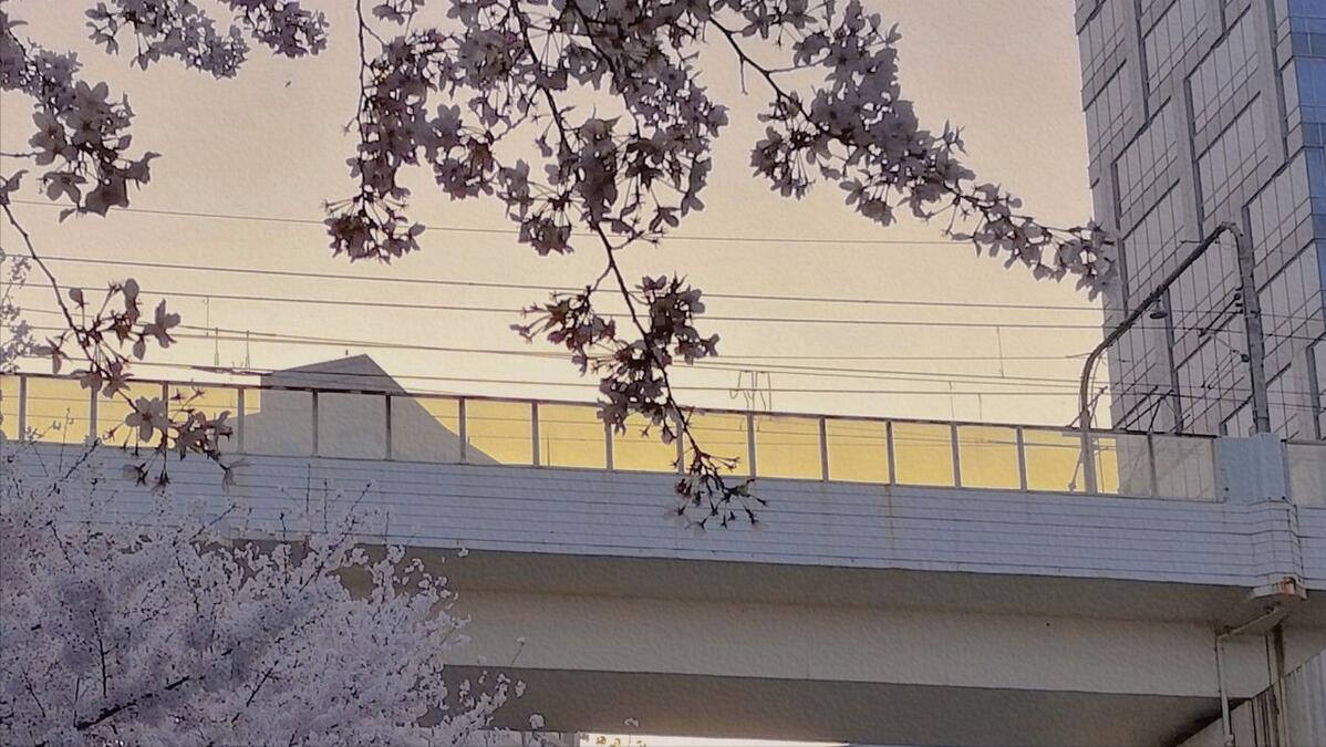 落樱时节优美句子,落樱的季节表达的情感