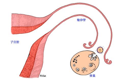 胚胎移植后有吃保胎丸的吗,胚胎移植后需要用什么药