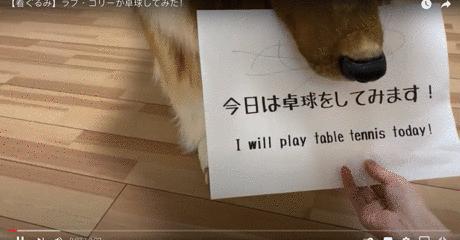 不想再做人,日本男子花了200万让自己变成了狗