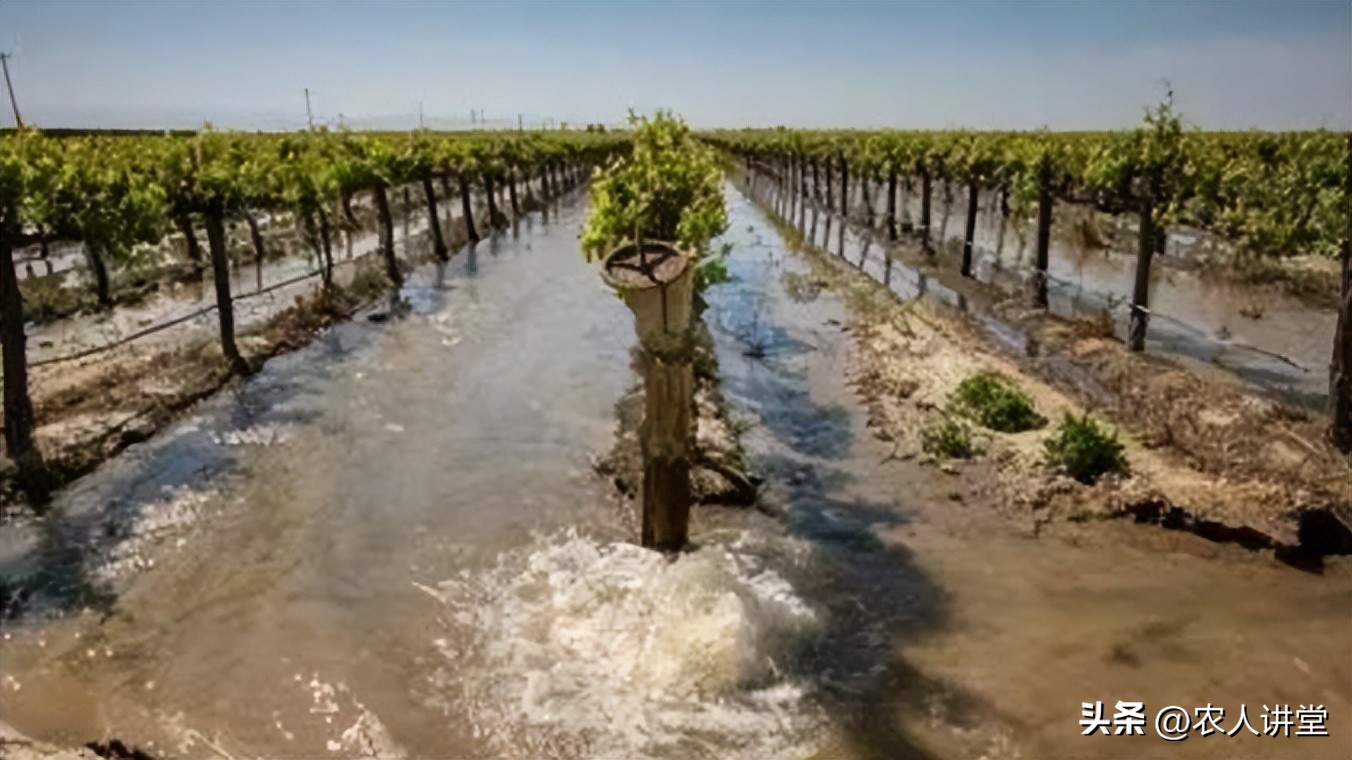 这个果实膨大配方你知道吗？最高增产可达60%