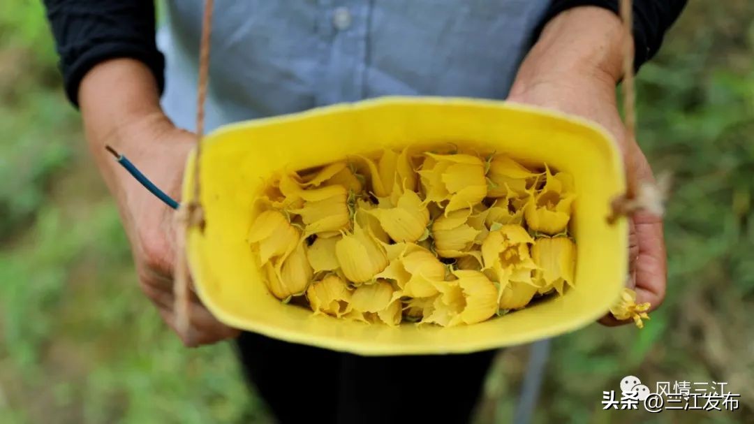 罗汉果花齐盛放果农管护忙