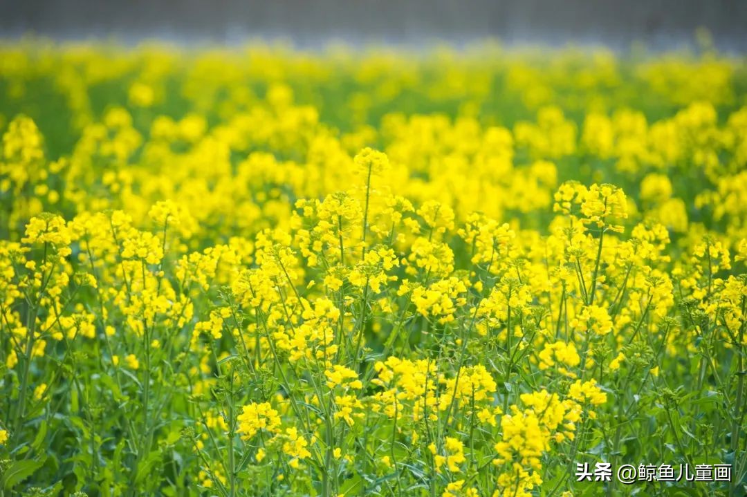 油菜花什么时候开,油菜花怎么拍照好看