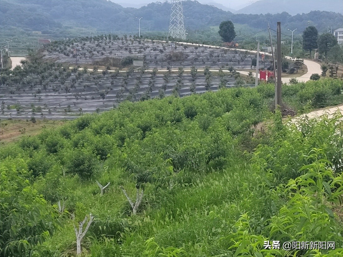 阳新县碧庄村简介,阳新县碧庄光伏发电