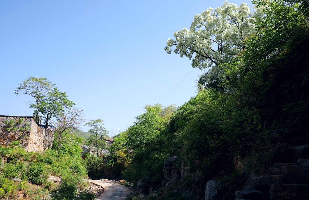 石大沟的流苏花,石大沟村流苏