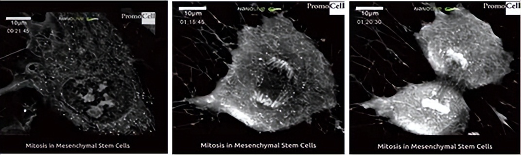 nanolive显微镜,nanolive3d活细胞成像
