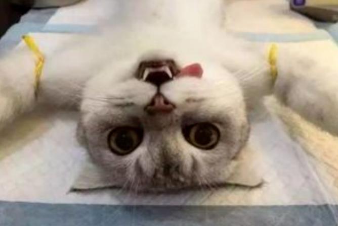 黑心狗厂逼迫反复生育至瘫痪的哈士奇，被拯救后活成了小公主