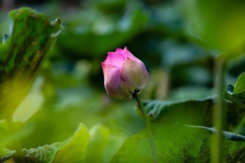 助人助己满分作文,助人就是助己100字作文