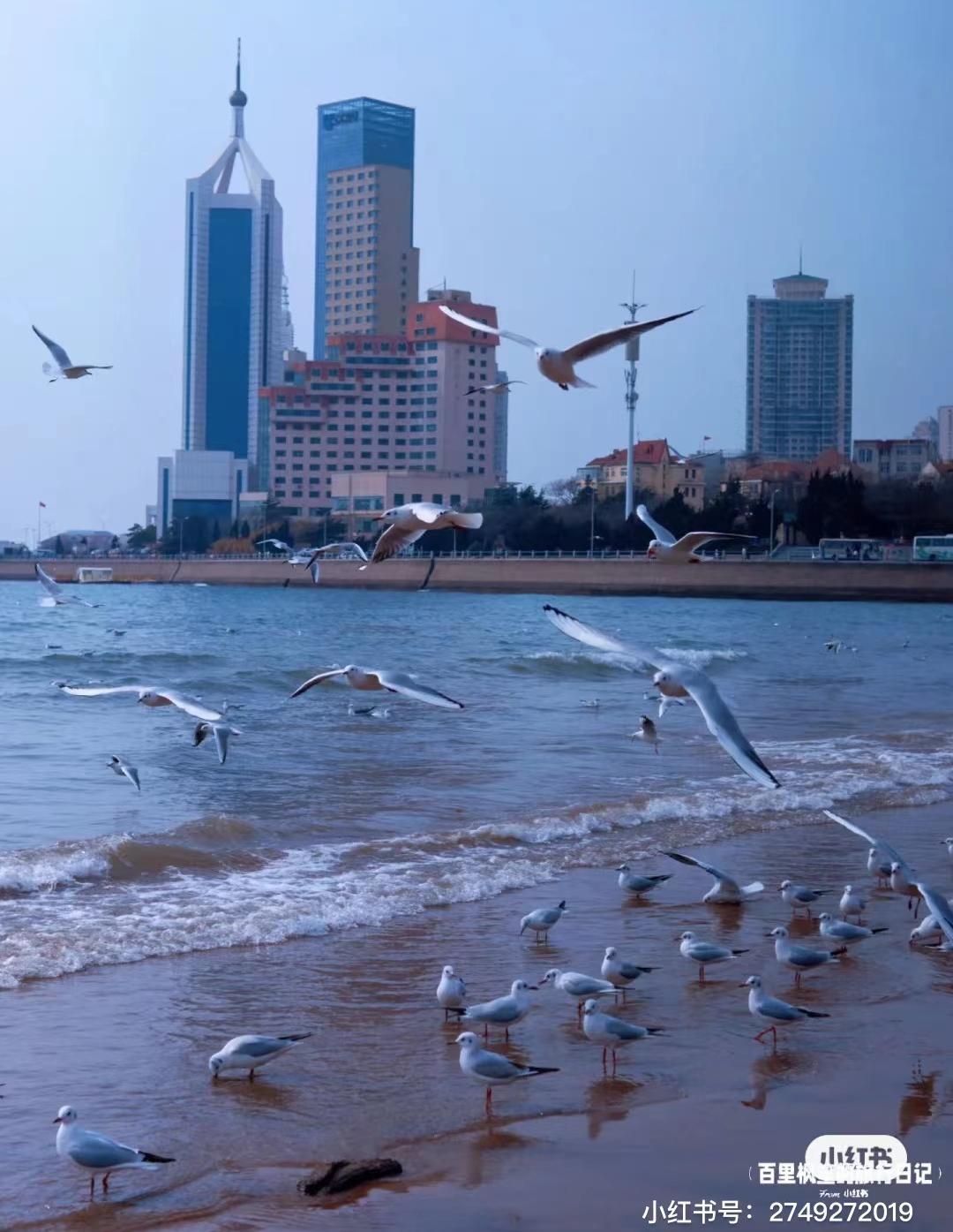 来青岛一定要打卡的地方四天,青岛五一必打卡花海推荐