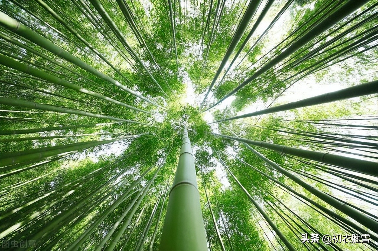 鍒濆绔瑰瓙,鍒濆缁挎剰鐩庣劧鍞編璇楀彞