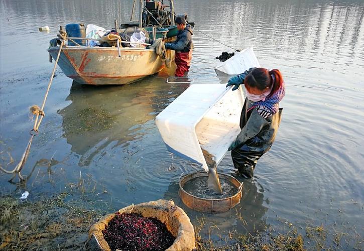 捕捞红虫一天能赚多少钱,捕捞红虫一晚挣几十万