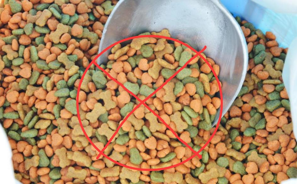 狗狗挑食该怎么办,狗狗挑食十种方法