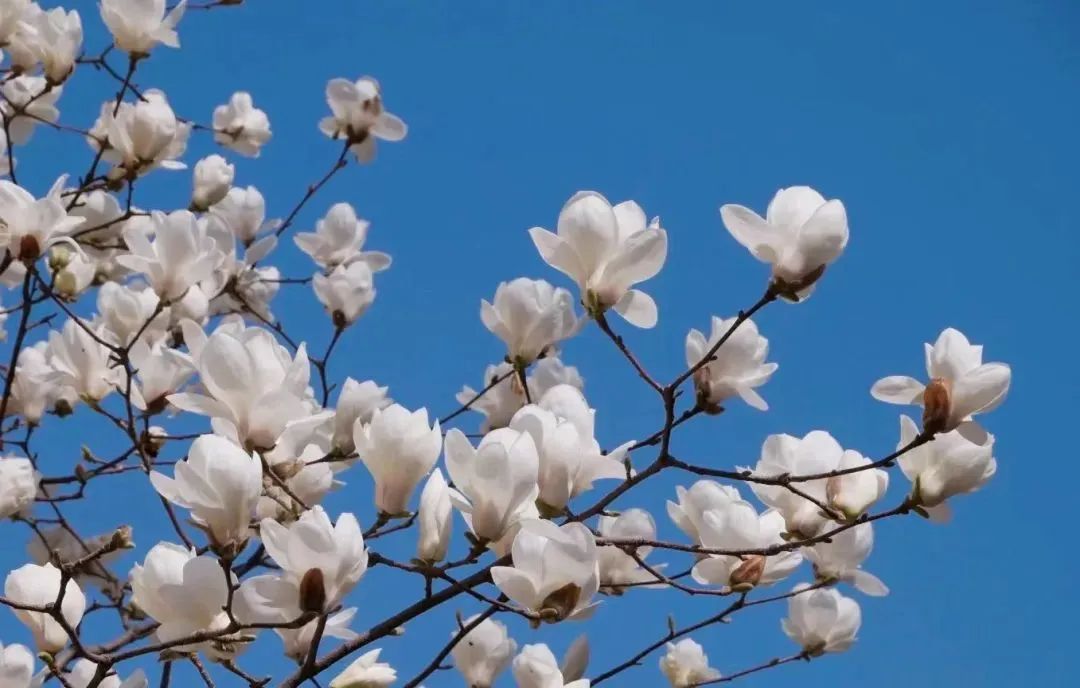 小众公园北京,北京欧式小众公园