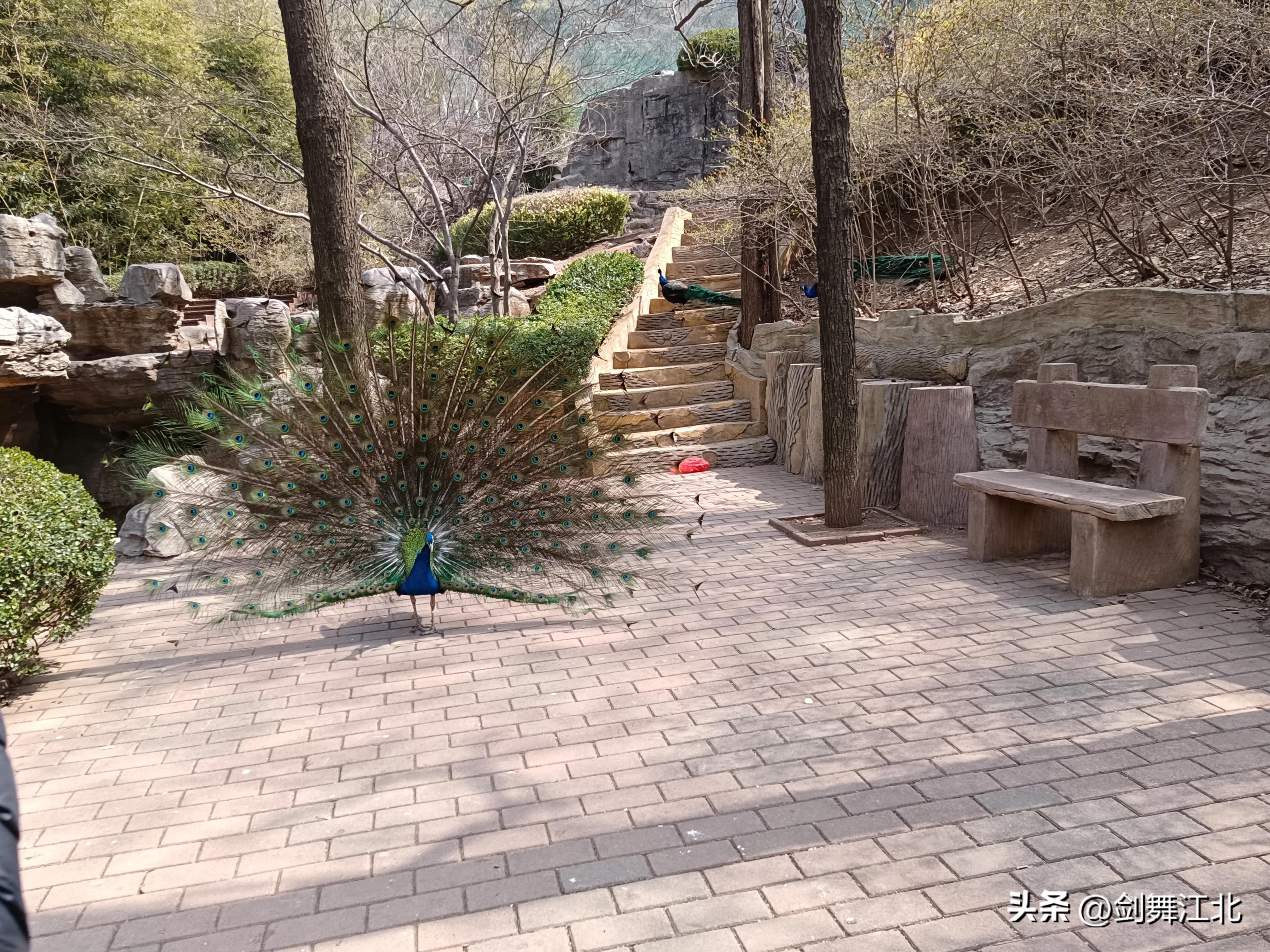 济南红叶谷春游,济南红叶谷赏花时间