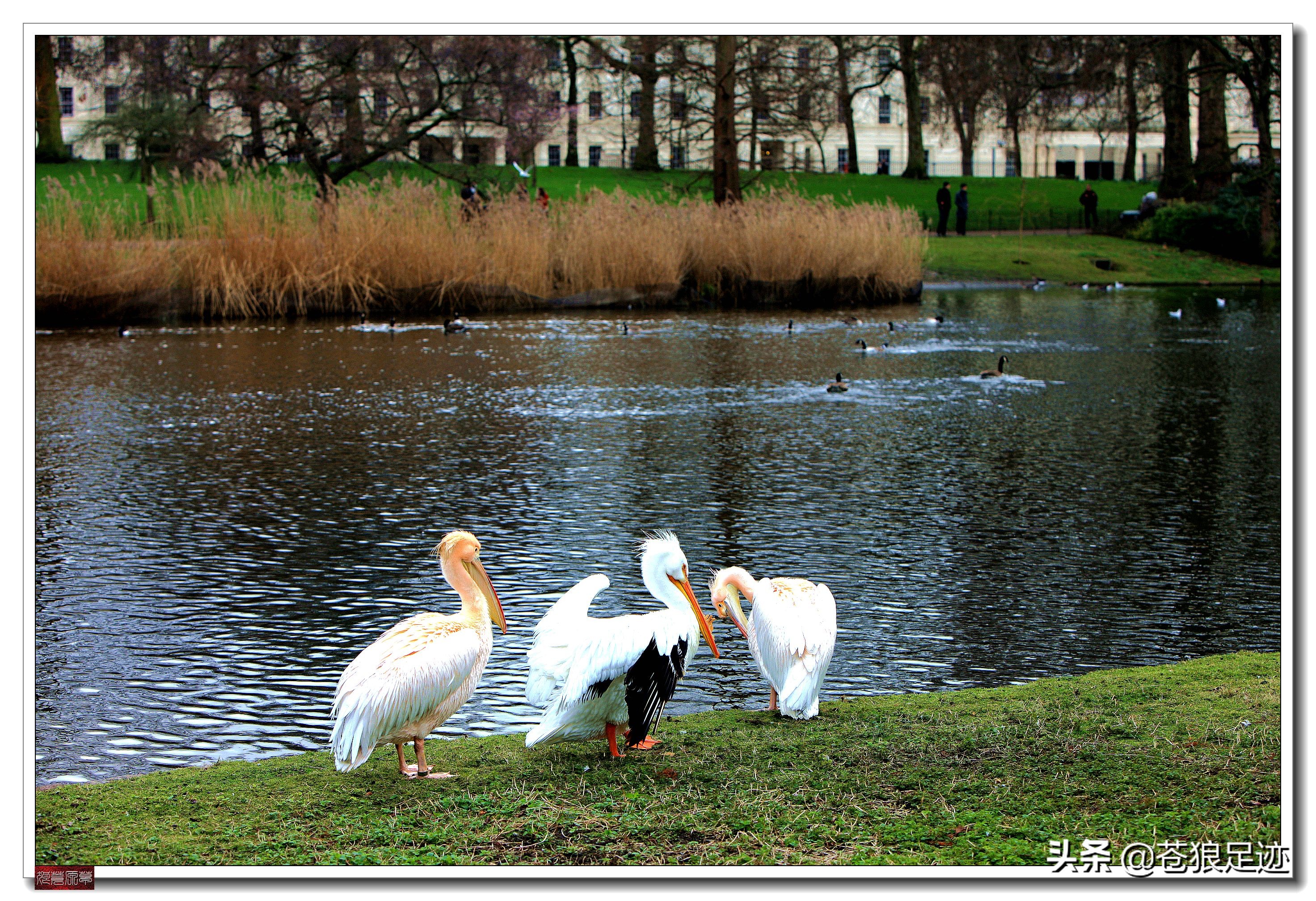 英国海德公园全景,英国皇家园林海德公园