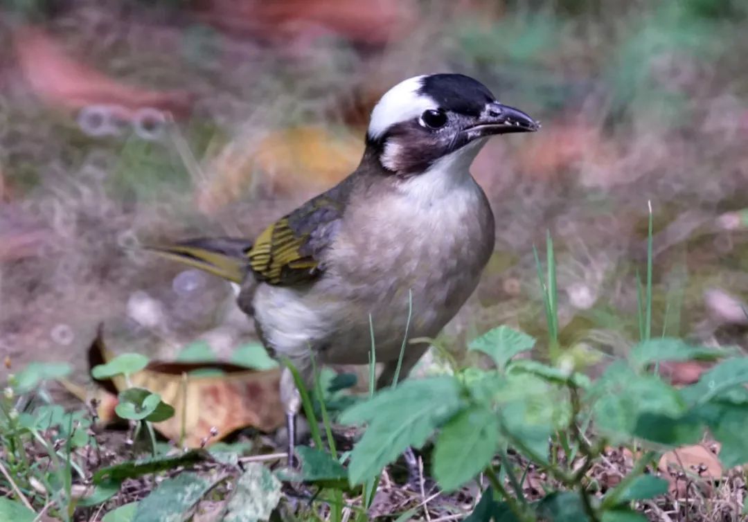 250mm折返镜头,500mm折返镜头焦距是多少