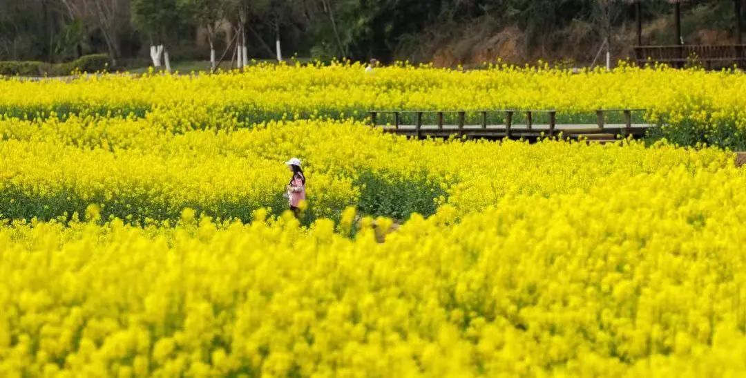 一座“追光”之城背后的软实力