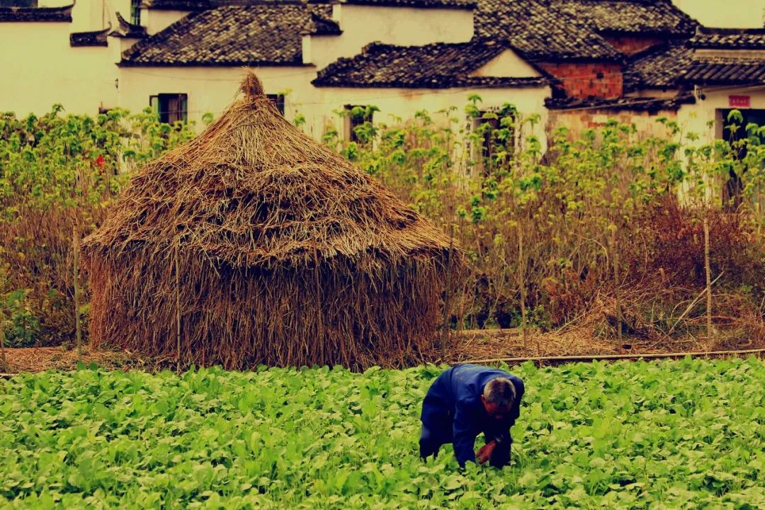 一首很美的田园诗清新怡情,经典田园风光诗10首