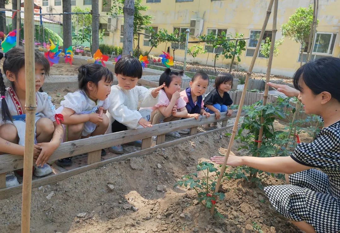 庙后幼儿园小一班《小番茄，大世界》实践活动