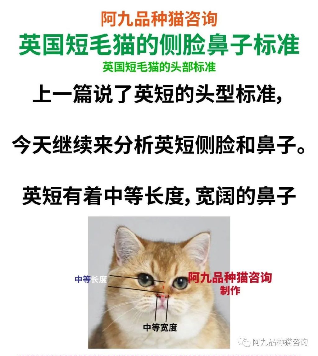 蓝白英短鼻子有点蓝色,英短蓝白的鼻子怎么有黑有粉