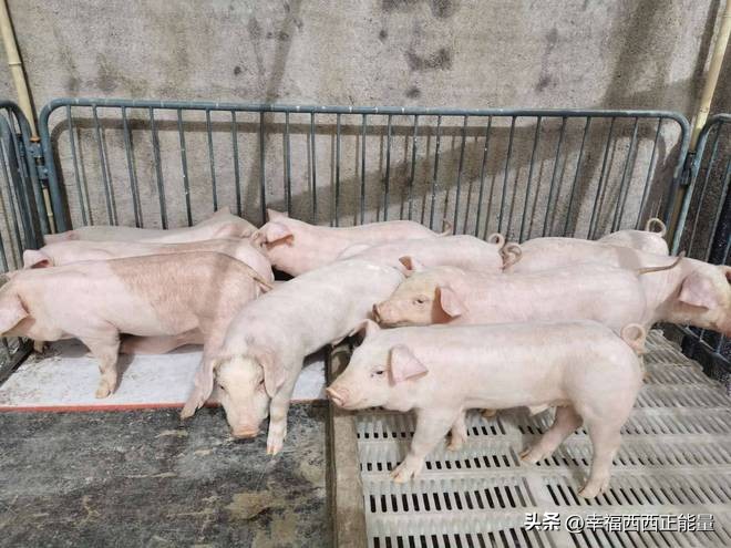 仔猪去势能做疫苗吗,仔猪皮肤病能用碘酒吗