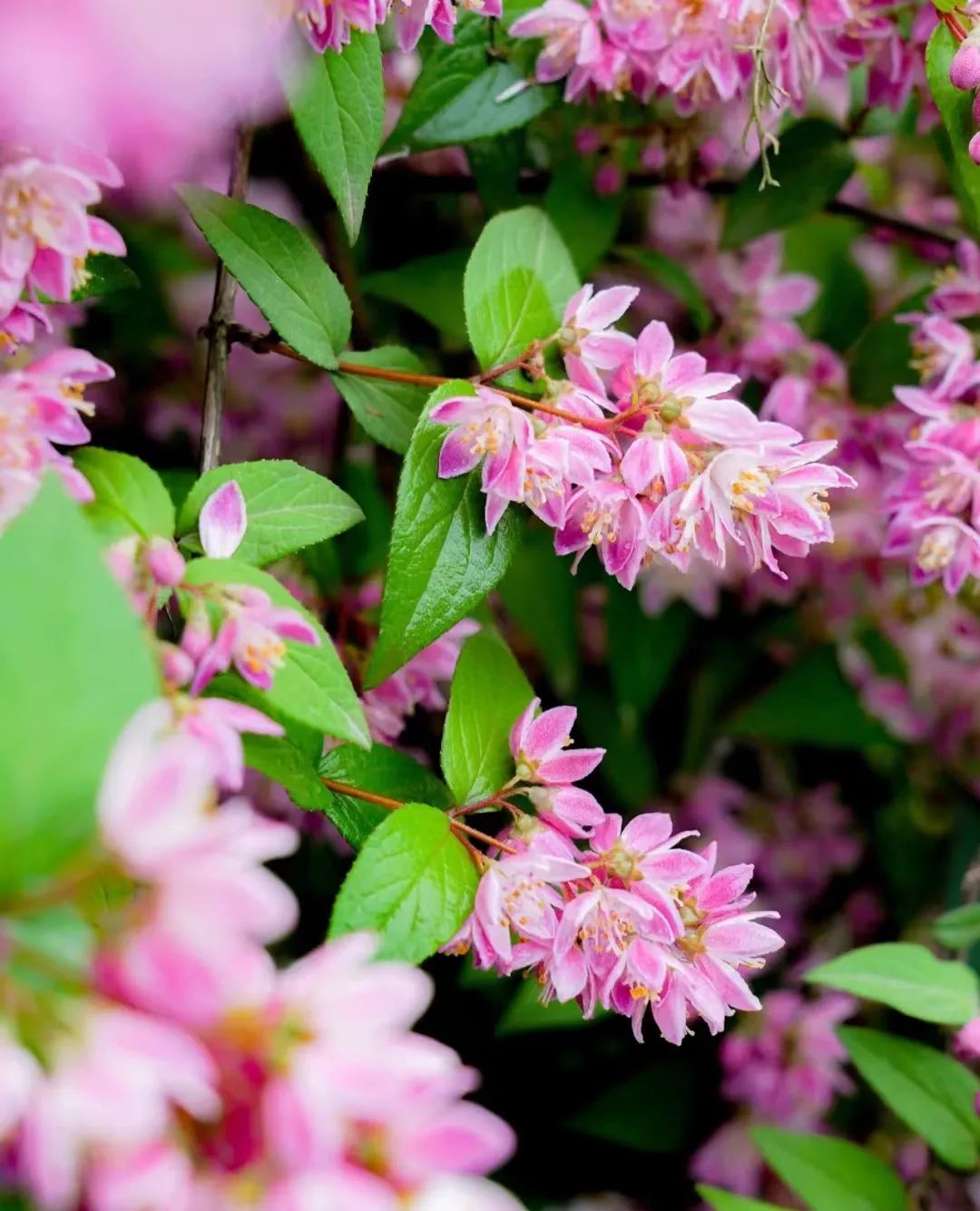 适合在路边种的野花,那些路边不起眼的花儿