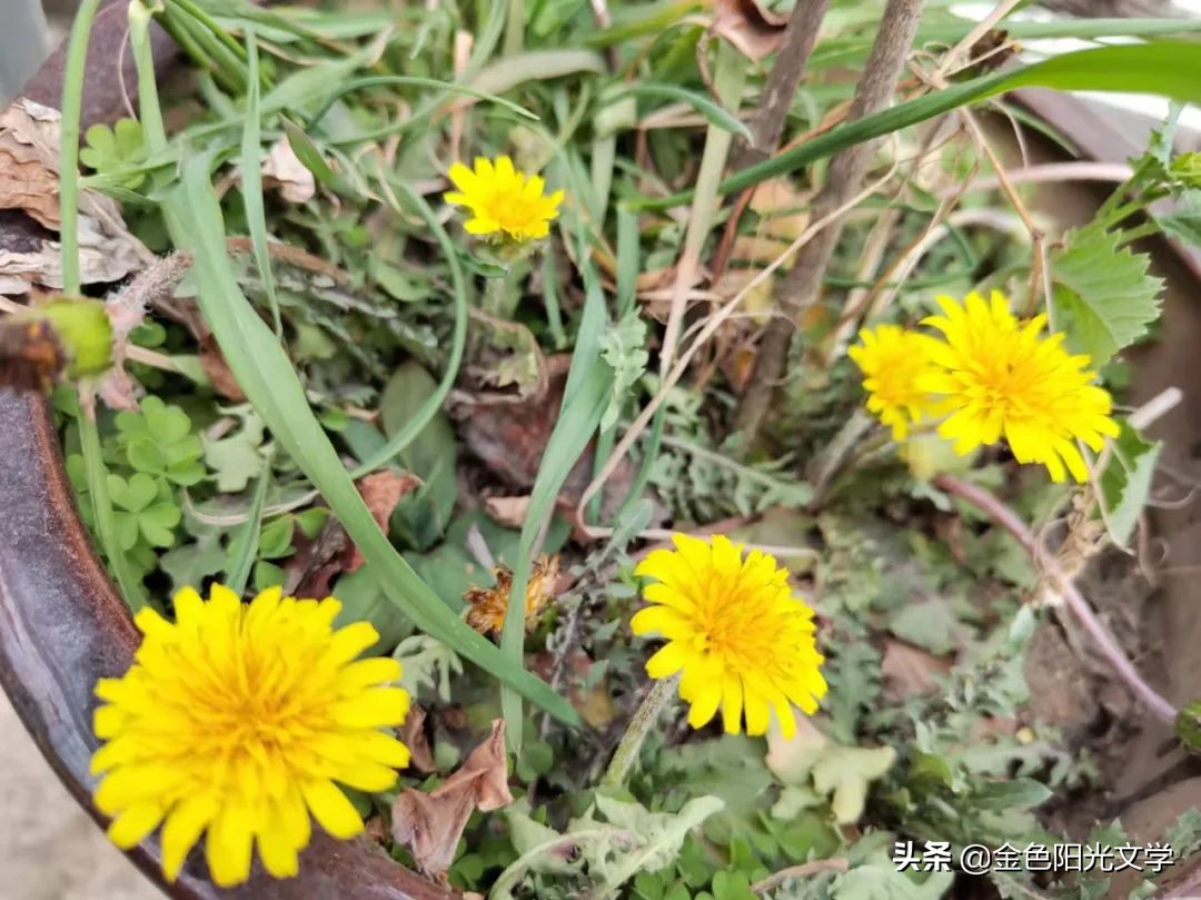 《“我”来了》《我的南瓜弟弟》《蜜蜂采蜜》