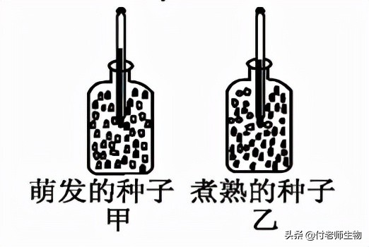 初中生物七年级上册人教版,初中生物七年级上册实验视频