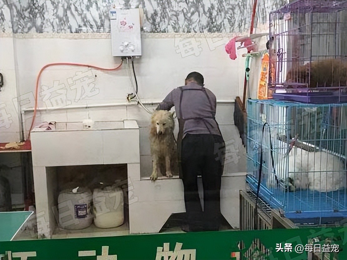 萨摩耶在马路边上捡回家养,萨摩耶被流浪狗看上