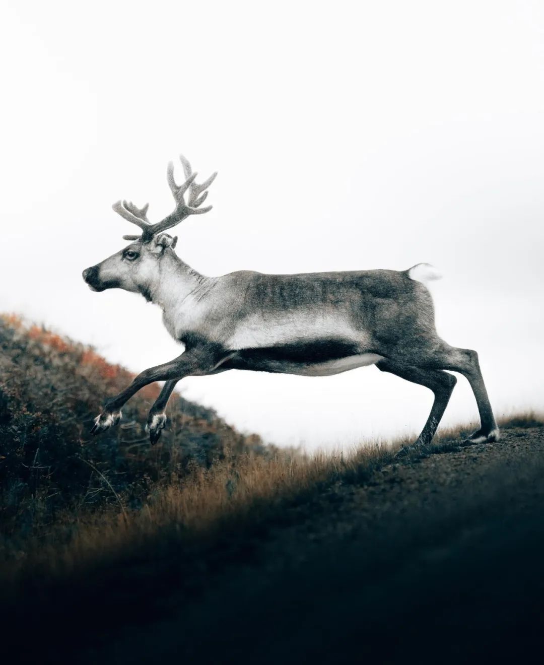 朋友的诗|铁马：我是那荒芜之国被废黜的王