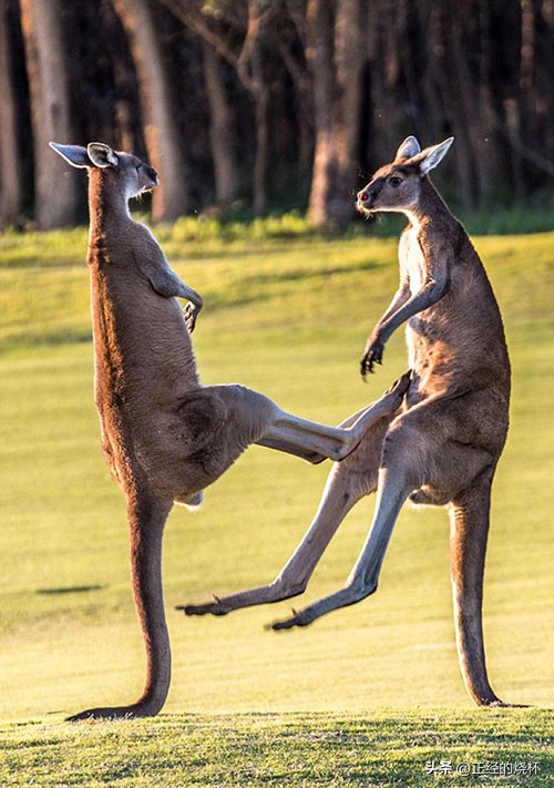 袋鼠动物特性,袋鼠的意义