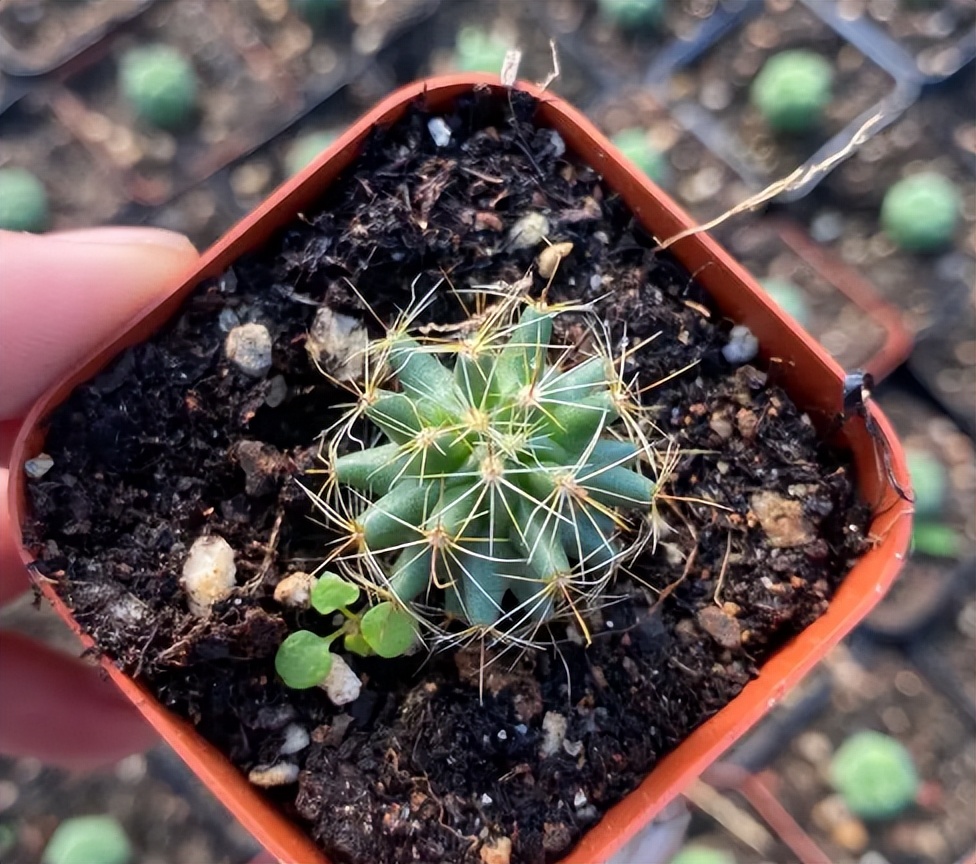 仙人球换盆的正确方法,仙人球换盆最佳方法