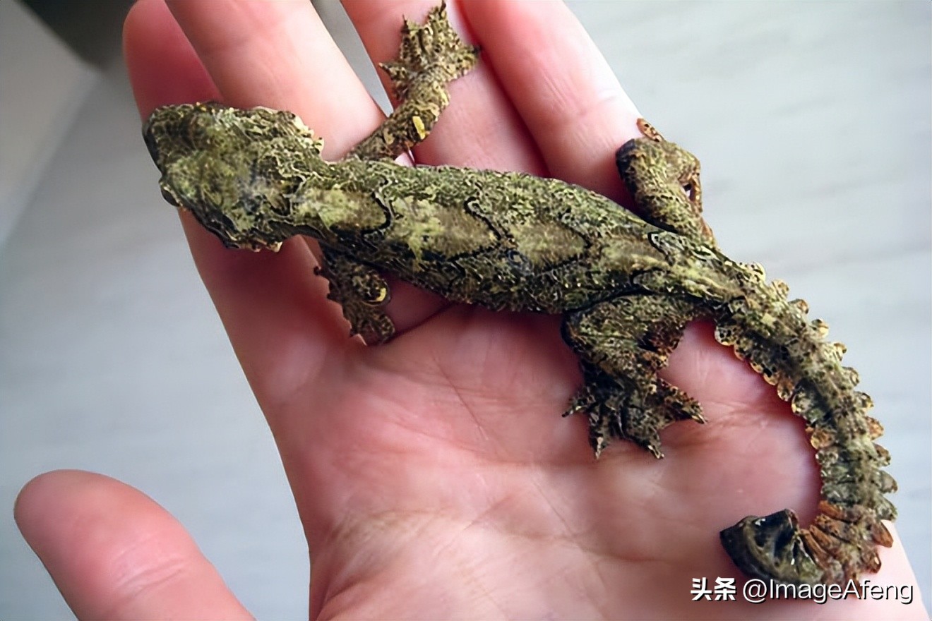 关于壁虎的资料,壁虎百科知识