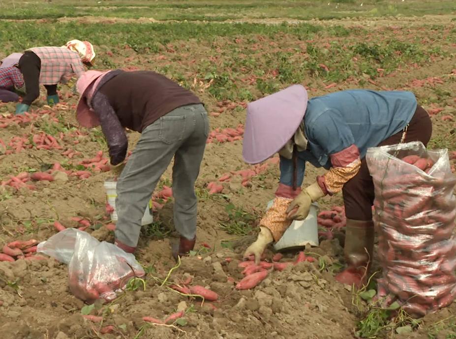 红薯怎么种才能高产用什么样肥料,雨季红薯旺长
