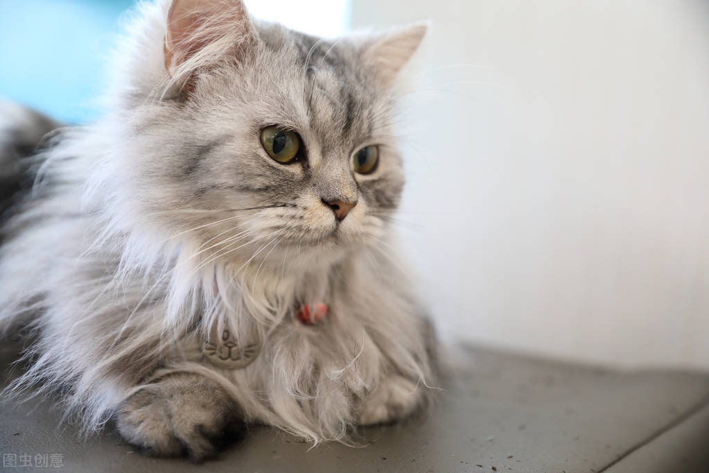 猫狗身上的寄生虫大全,怎样防止猫长寄生虫