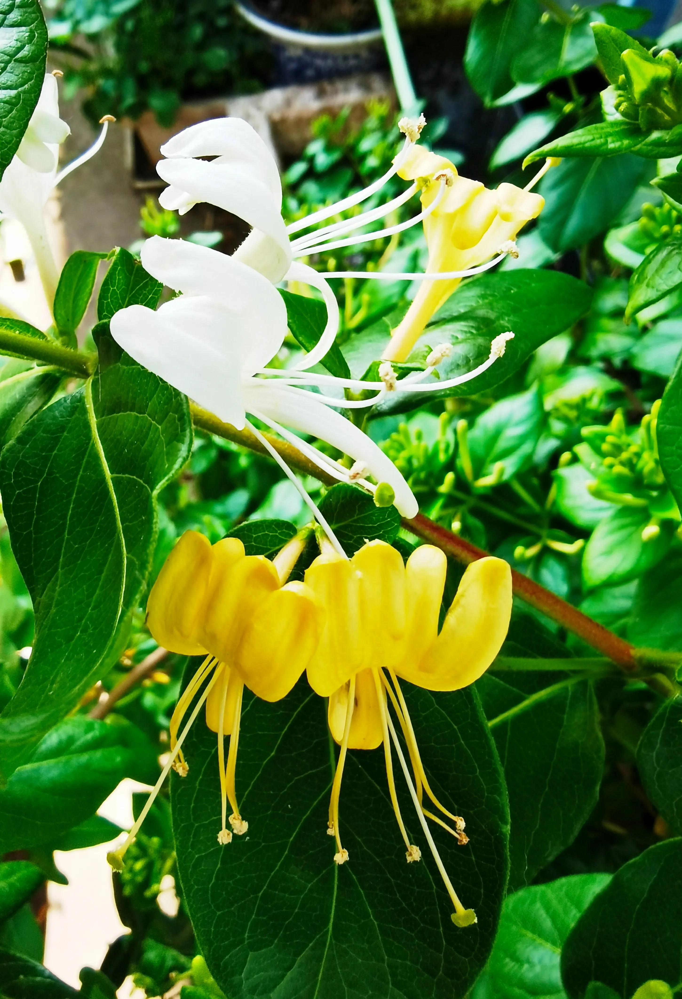 名副其实的花茶,名副其实的乌梅干
