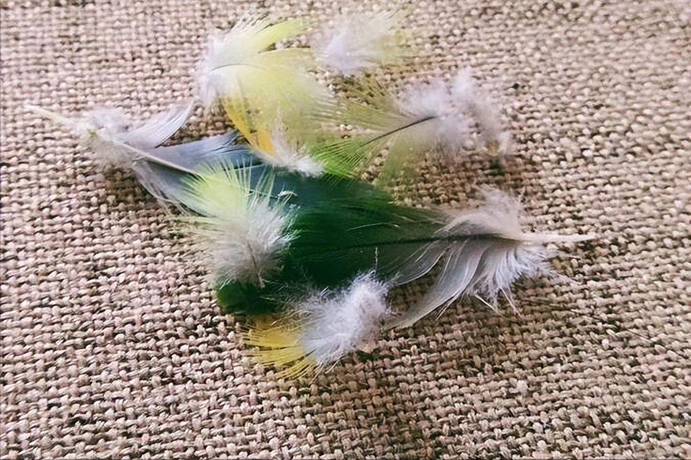 鹦鹉忽然啄羽毛怎么办,鹦鹉突然拔自己羽毛