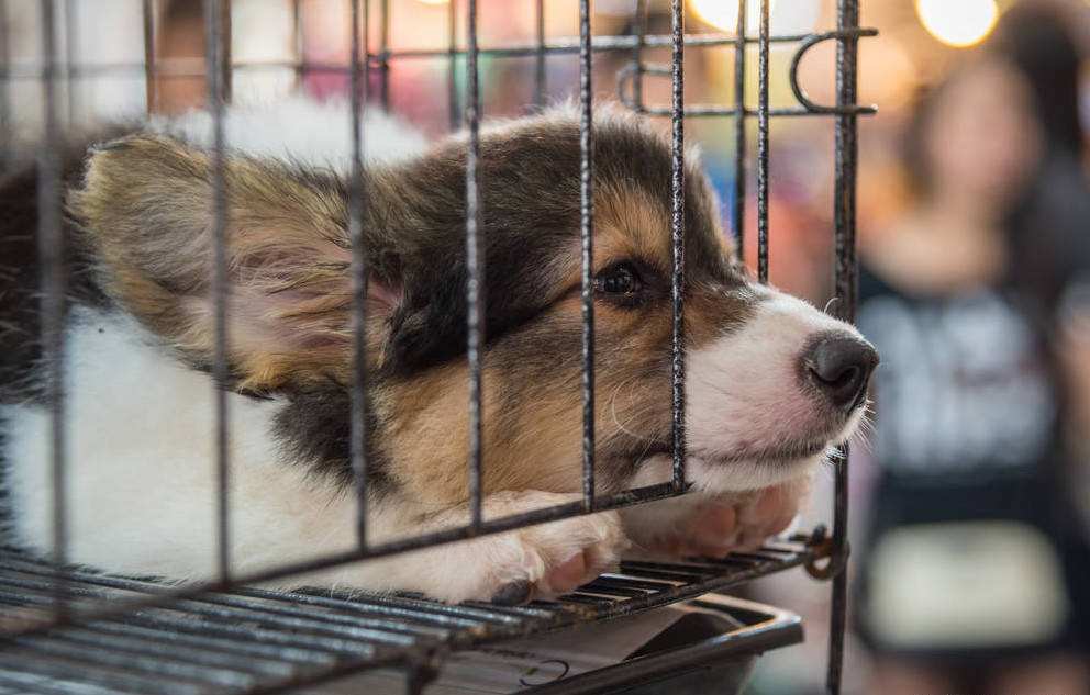 新手养狗这三个东西不需要买,新手养狗哪些不要买