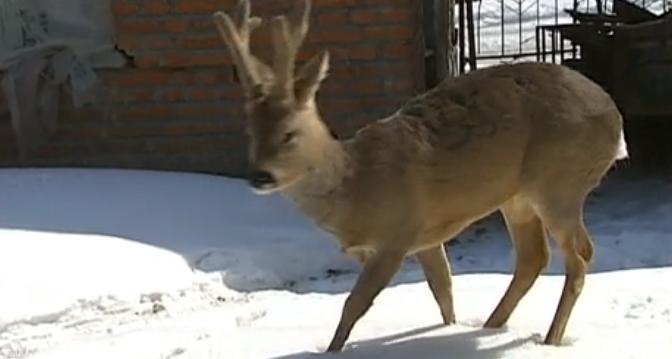 吉林男子救助傻狍子,吉林男子救助动物