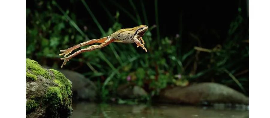 小青蛙呱呱呱,小青蛙