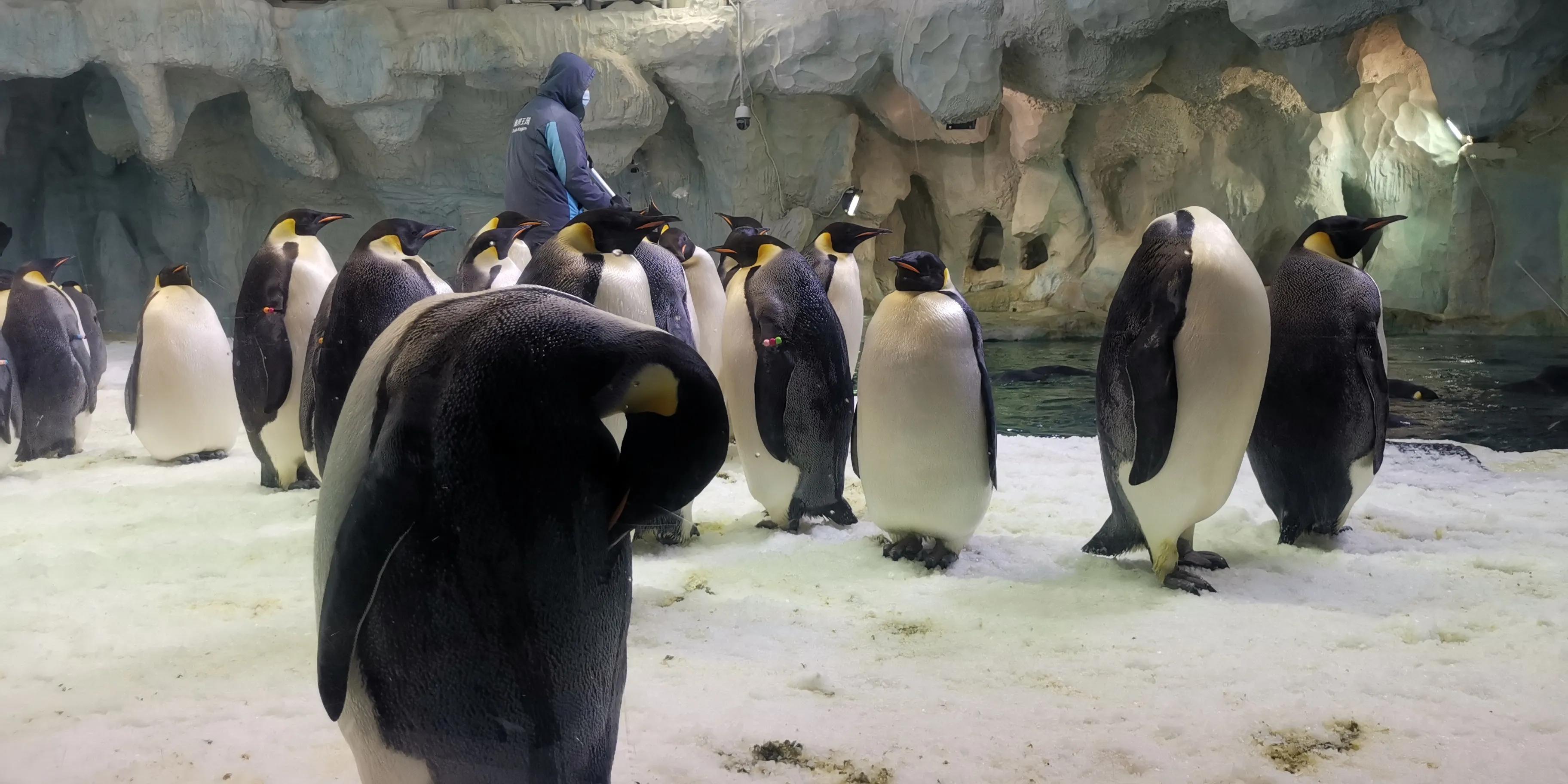 长隆套票二天一晚攻略,广州长隆最全游玩攻略