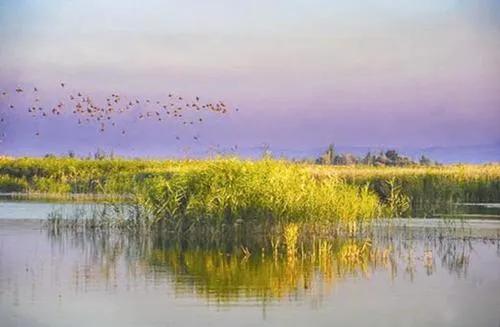 新疆玛纳斯湿地迎来候鸟迁徙,玛纳斯国家湿地公园迎候鸟