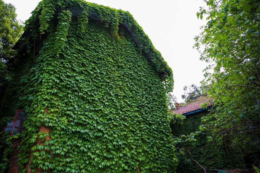 什么能阻止爬山虎生长,爬山虎是不是外来入侵物种