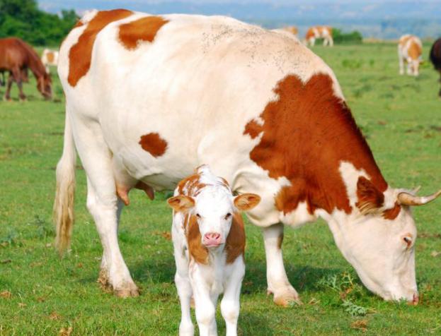 母牛怀不上,母牛怀不了孕怎么办